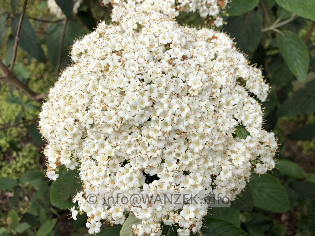 Viburnum rhytidophyllum Wanzekii 04.JPG